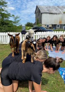 goat yoga